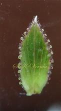  Sepal of female flower